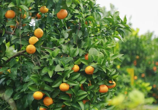 去观音寺，走走？