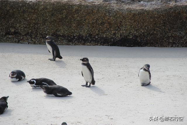 南部非洲：南非开普敦企鹅岛