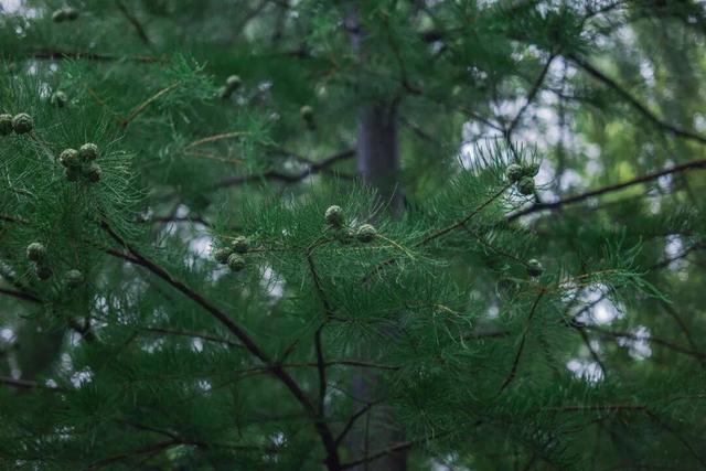太美！来看金坛茅山私藏的「秋雨仙境」