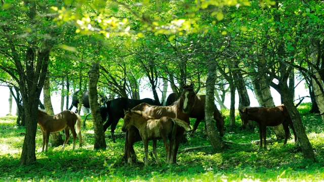 关山草原入园须知丨安全游玩 · 文明赏景 · 快乐同行