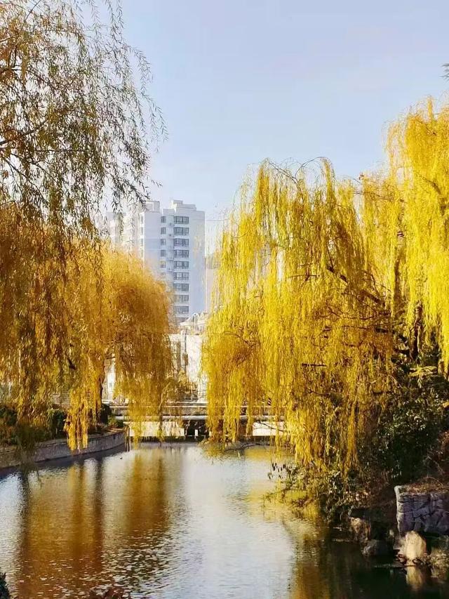 冬意盎然！锦阳河畔垂柳披“金”，绘成冬日美丽画卷！