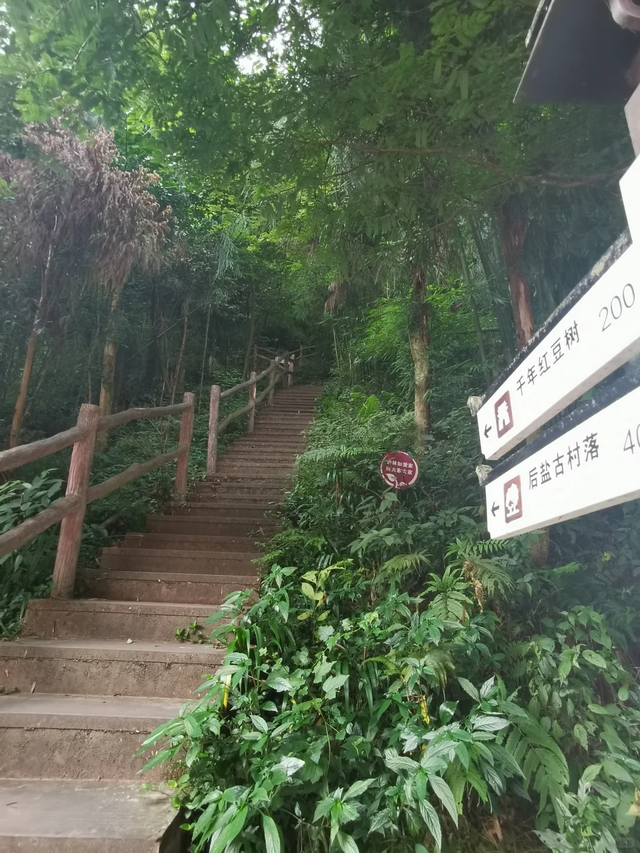 成都2h深入避世秘境，千年红豆树+彩色崖刻，徒步走起！