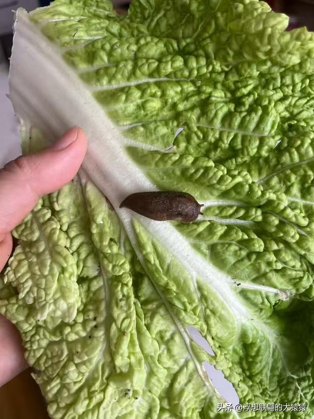 泰安肥城西陆房村里的大白菜