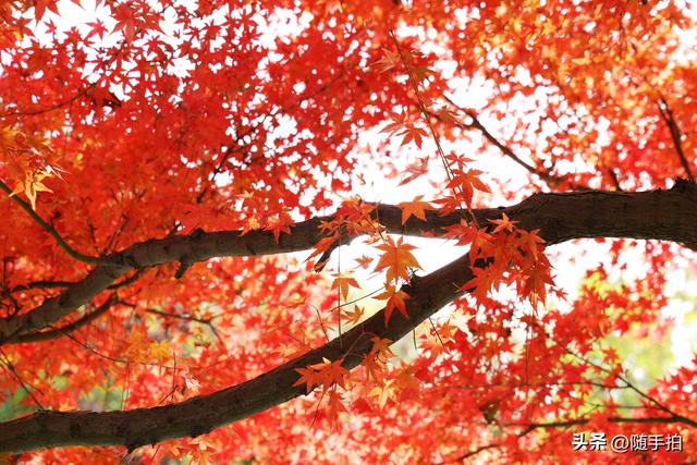 “枫”情万种，上海闵行红园枫叶色彩斑斓进入观赏季
