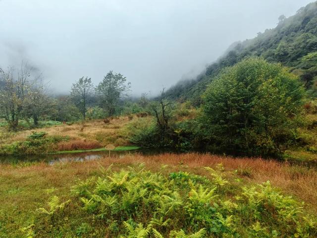 彩林、红叶……在黑竹沟邂逅一场秋日的浪漫