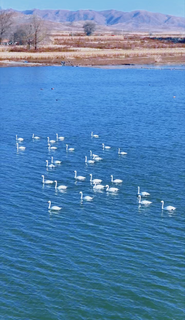 “白色精灵”现身包头！