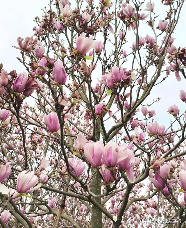 成都最浪漫的玉兰花开了，油菜花和玉兰花惊艳同框，让人赏心悦目