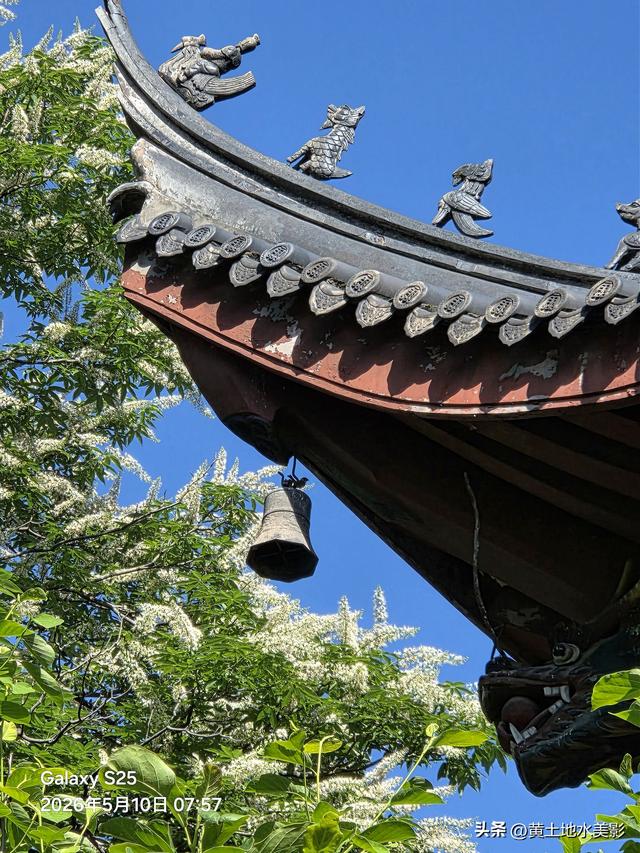 洛阳重渡沟：千年菩提花开，快来接住这份限定好运，错过再等一年