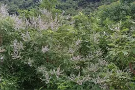 黄荆树，昔日农村人当柴烧的路边小灌木，如今却派上了大用场图片