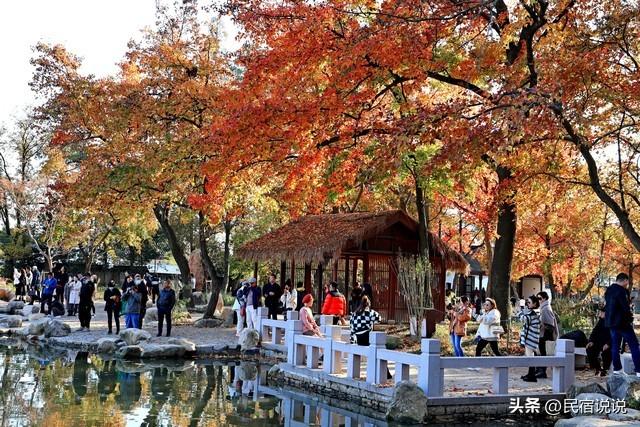 苏州居然还藏着一个“中国四大枫叶胜地”！