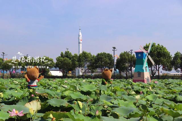 浙江宁波这片花海不仅变身荷塘，还新增许多游乐项目，太值得游玩