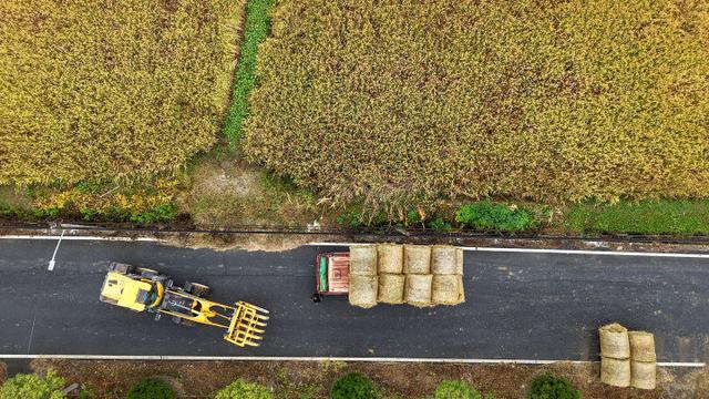 秋日的大杭州田间太“卷”了！胖乎乎的“瑞士卷”，一个一个又一个……