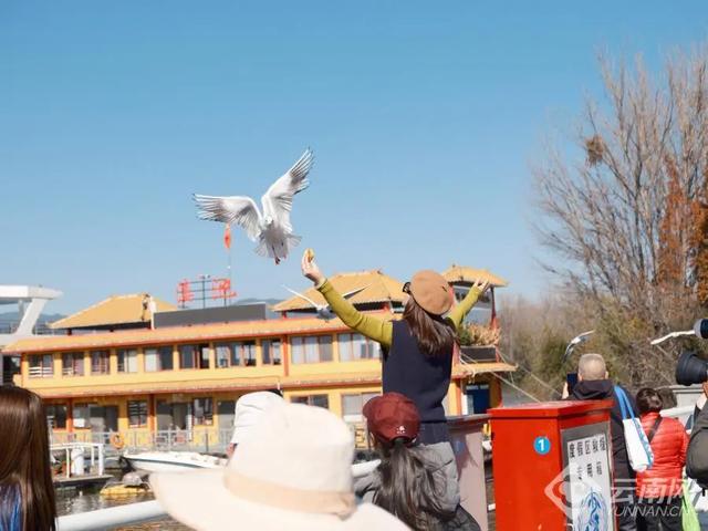 向鸥而居 心安云南