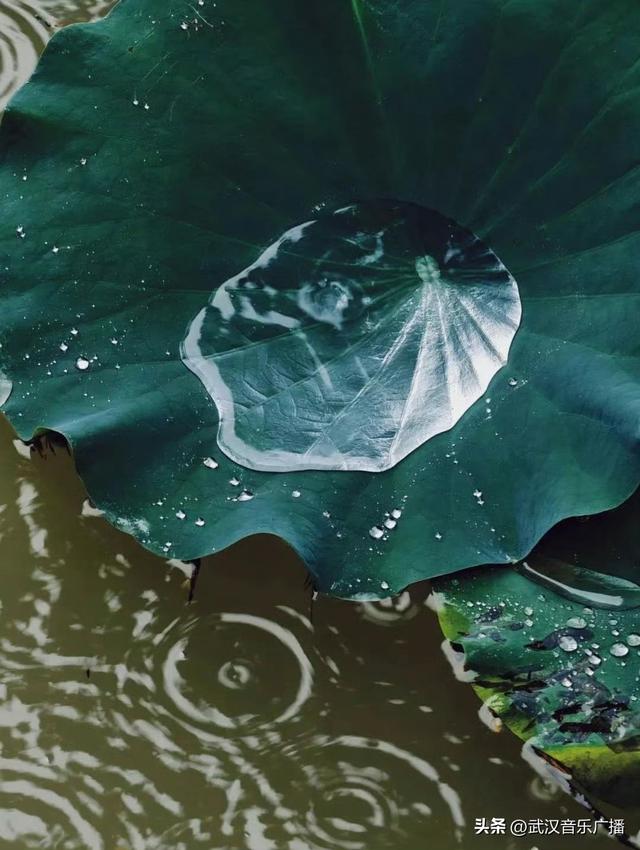 下雨天，来武汉这里沉浸式听雨