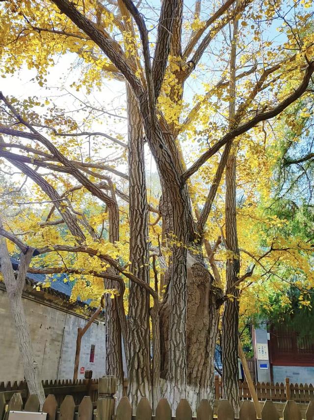 博物FUN | 大觉寺：千年古刹的禅意与新生