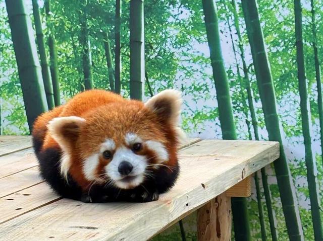 @俄罗斯老铁！免签畅游，龙江等你