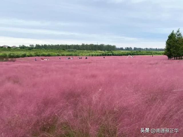 超美的！南通这里有片粉色海洋，快去打卡！
