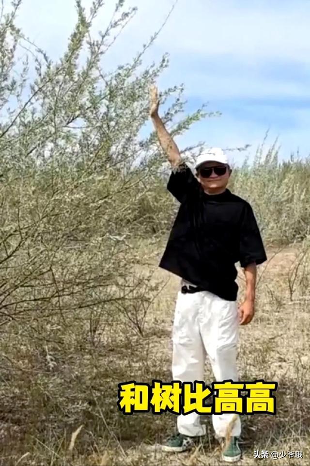 从偷能量到见真树！马云打卡蚂蚁森林，网友：我的梭梭树该看了