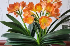 君子兰烂根，只要一招，多空多烂的根一救就能活，省钱又省事图片