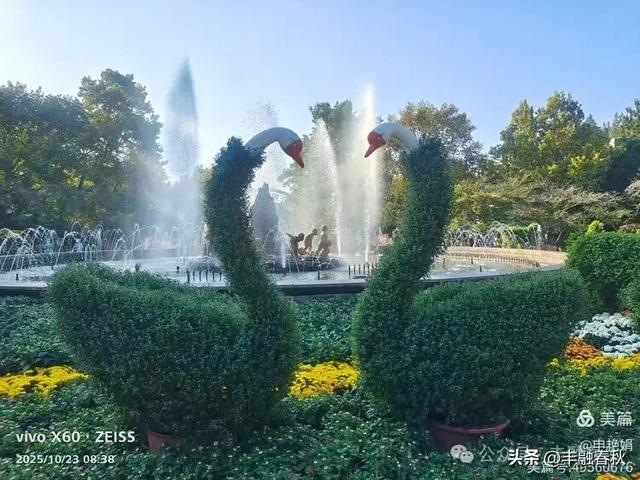 菊绽秋阳里，暗香绕中山｜申艳娟