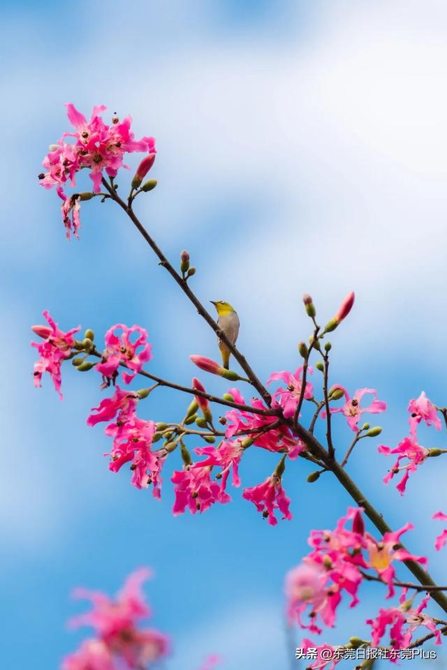 周末走起！东莞限定款“粉色花海”上线→