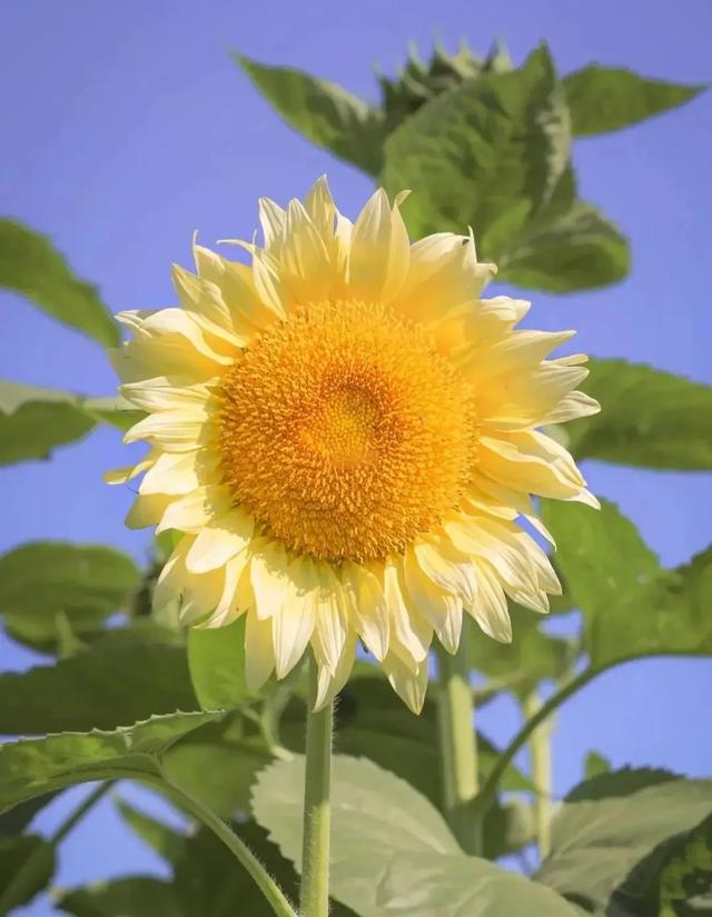 这些花的花语你都知道吗？