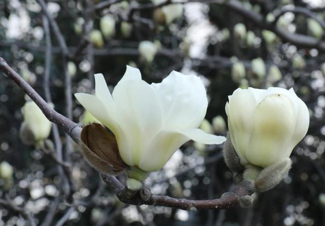 繁花高新・春启新程玉兰花开！春日限定美景“上线 ”