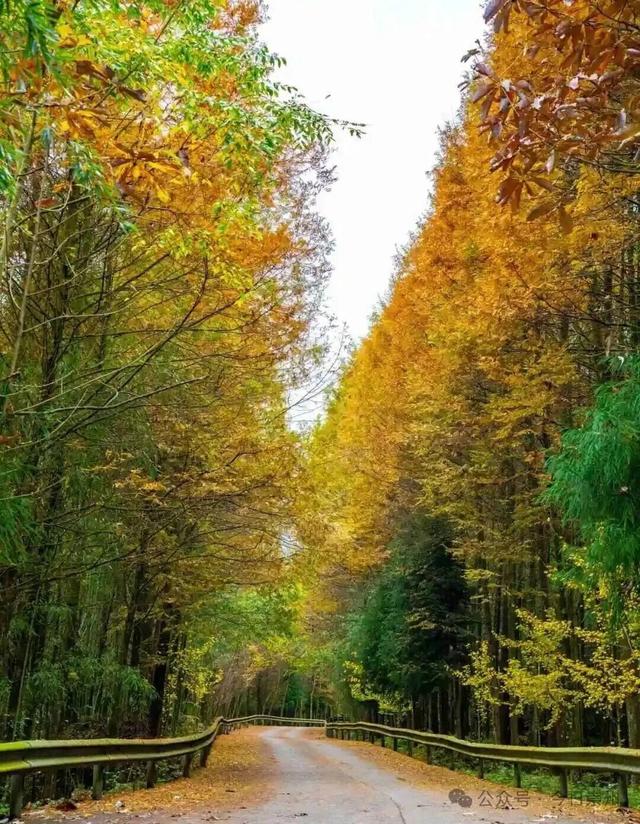 漫山彩林，琉璃坝的色彩美学