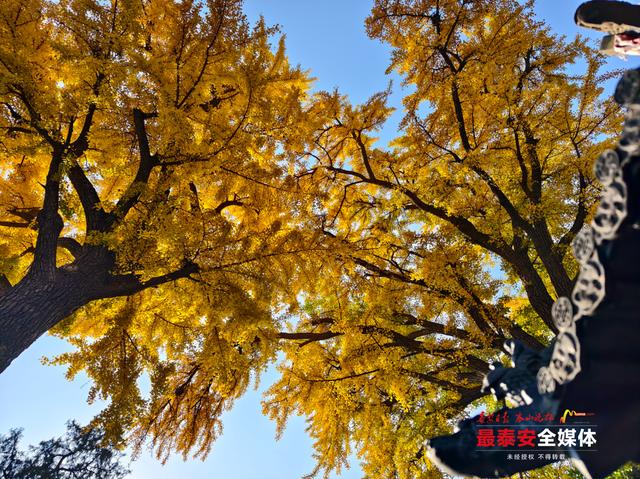 深秋泰山普照寺：银杏染金橡林换装 古刹秋光入画来