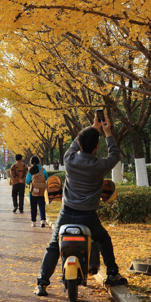 最是银杏橙黄时，打卡贵阳观山湖的冬日暖景