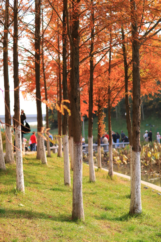 西安城区4个绝美秋景打卡地！