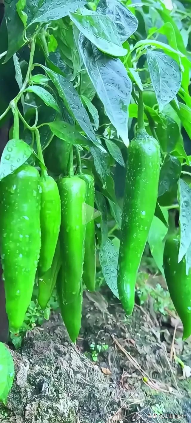 田园风光