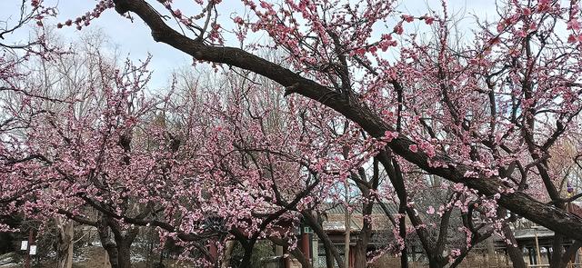 北京大观园“梅花”提早绽放 古风新春景致惊艳亮相