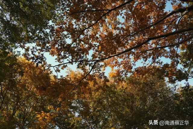 如东的秋天，都藏在这里了→
