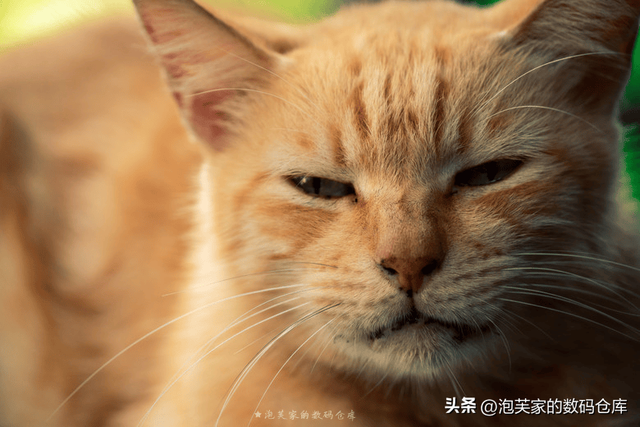 5999全画幅入门镜头？适马20-200mm 真一镜走天下 真刀锐奶化了！
