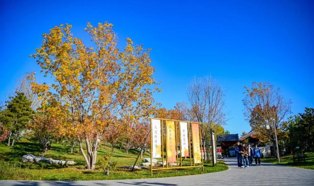 打卡定州限定秋景！