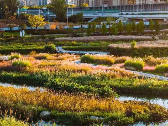 再度引爆！“家门口的遛娃宝藏地+“河景出片打卡点”！张村河生态公园一期全线试运行