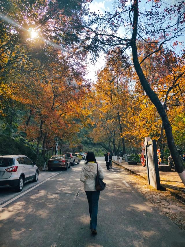 广东哪里赏秋？四条绝美自驾路线遇见南国红叶黄叶