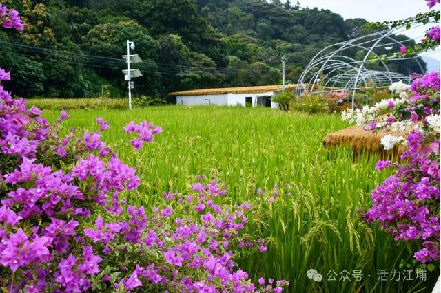 秋日必去！从化江埔5大稻田打卡攻略，邂逅金色浪漫