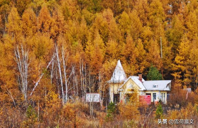 在深秋的根河邂逅驯鹿