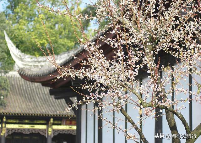 成都赏梅花的寺庙，你该去哪个？青砖红墙，一派梅花盛景，免费！