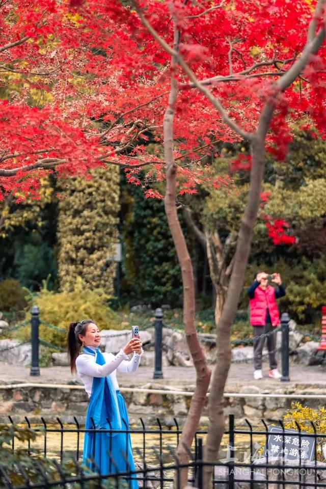 鲁迅公园枫叶红了！红黄青绿交织秋意浓~超出片