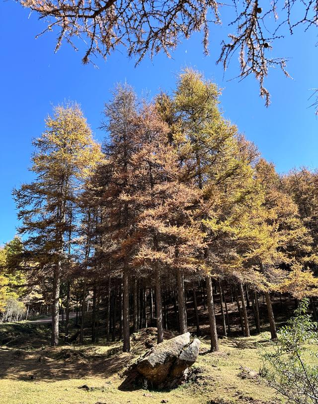读唐诗看美景，让视觉和思绪一道欣赏黄叶遍地、层林尽染静美之景