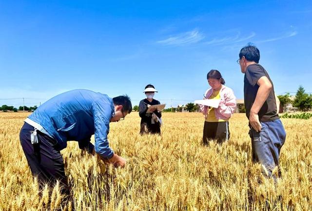 田间废品变赚钱利器！丝瓜络年出口达2000万，城巴佬钱真好赚！