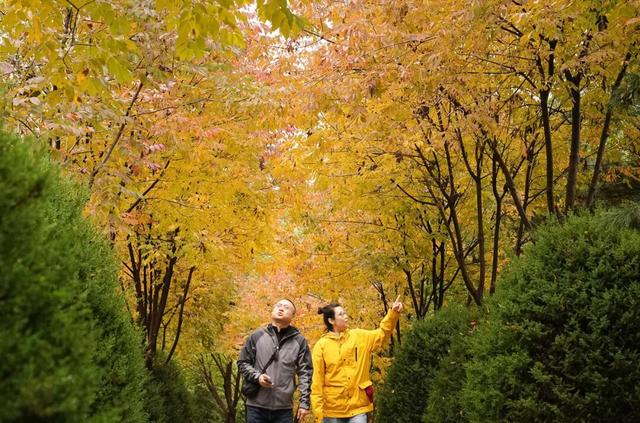 赏秋登高正当时！丰台这些好去处——