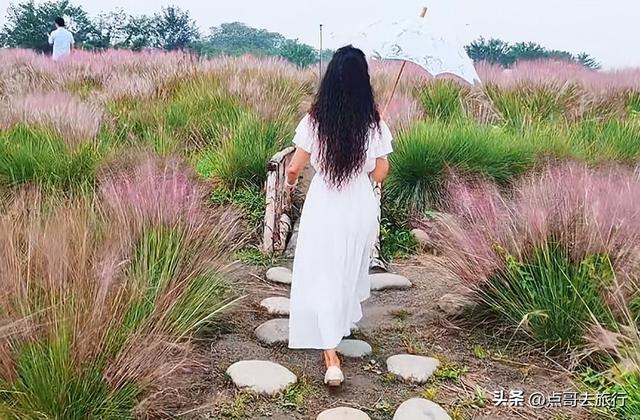 成都必去的三大花海，是秋天的顶流，浪漫成海，地铁公交直达！