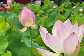 惊雷落 妄心破 | 这位“杠精”禅师突然开悟，他竟慈悲到这种程度图片