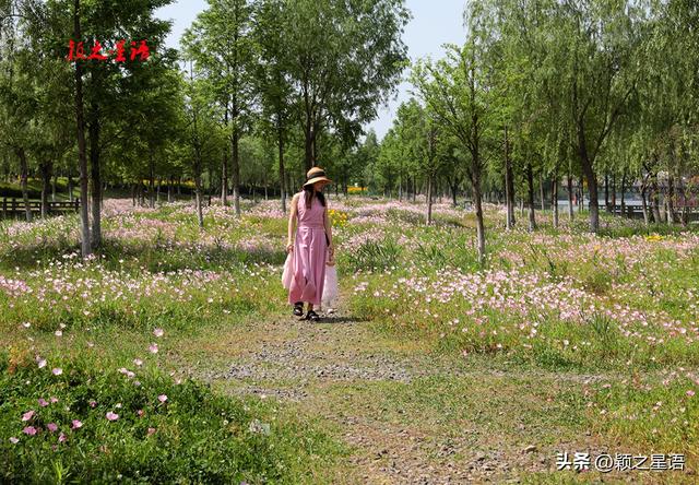 姚江南岸健身步道，美丽月见草花开成海，在水一方
