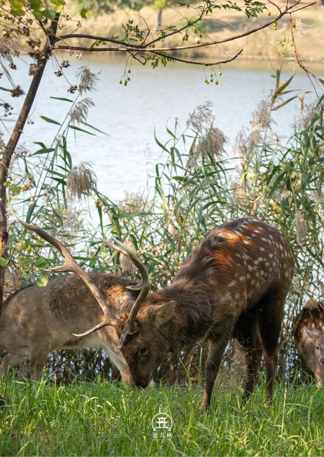 《疯狂动物城》苏州分“城”来啦！