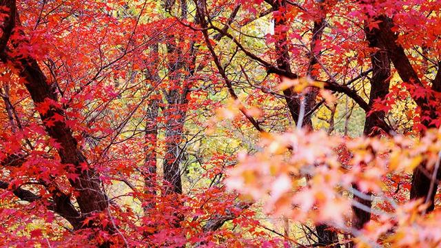 【支援合作 共谋发展】林西秋深：“福山”揽翠色 “花楸谷”醉红妆